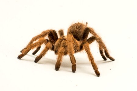Nature insect animal