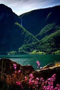 Waterfall norway flowers