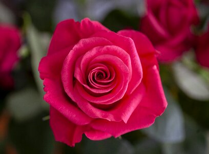 Bloom romantic colorful photo