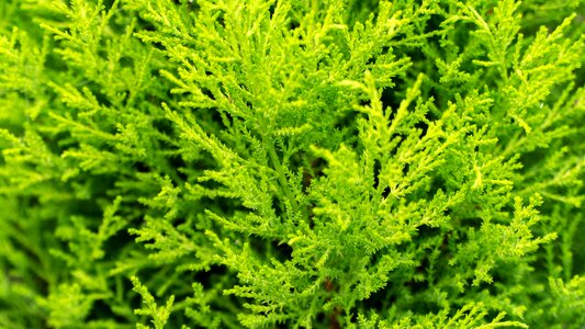Nature plant the background