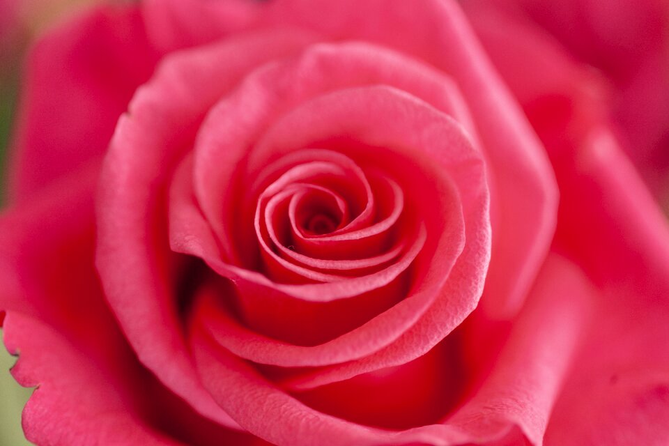 Bloom romantic romance