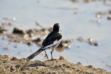 Bird wild birds wagtail department of photo