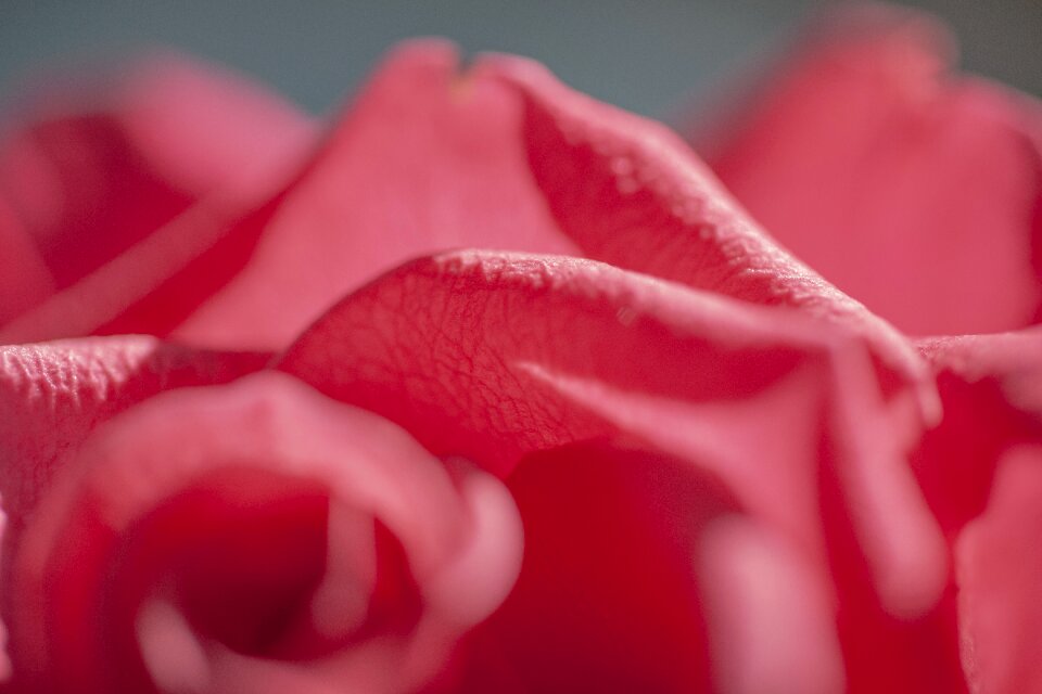 Details close up petals