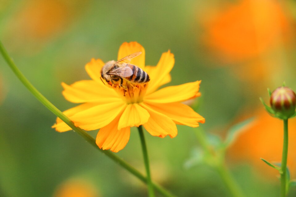 Pollen collecting nectar honey