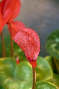 Red bright leaf photo