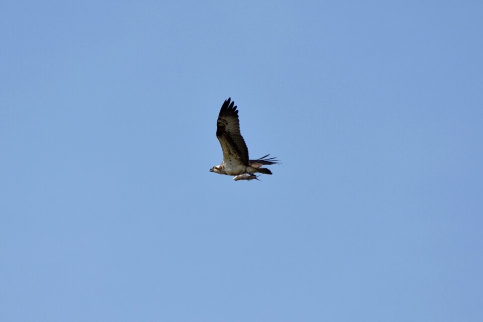 Wild birds raptor osprey