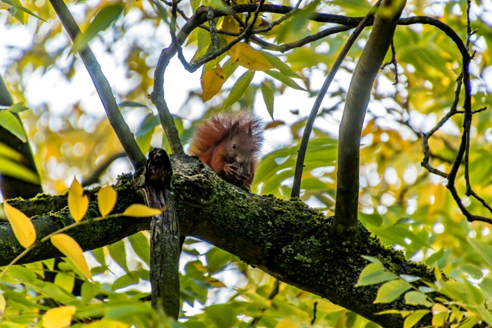 Nature cute rodent photo