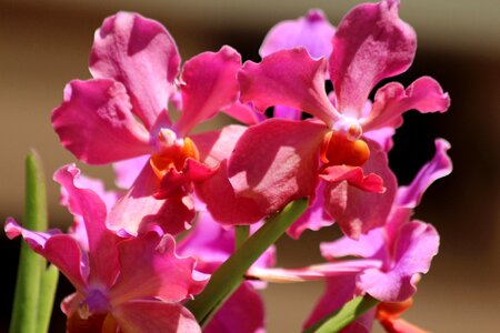 Nature bloom handsomely