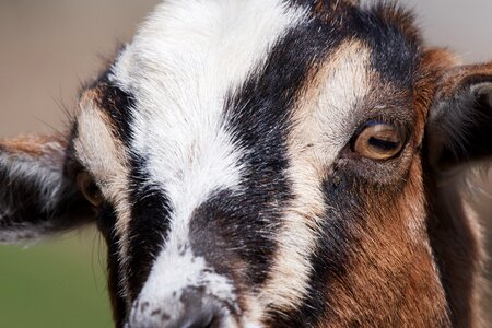 Horns face animal