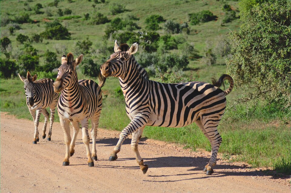 South africa africa nature