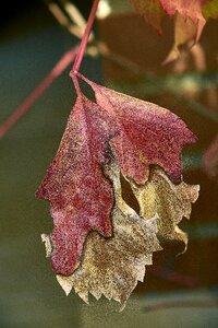 Red bright leaf