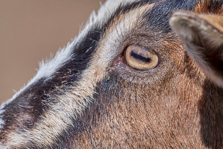 Horns face animal