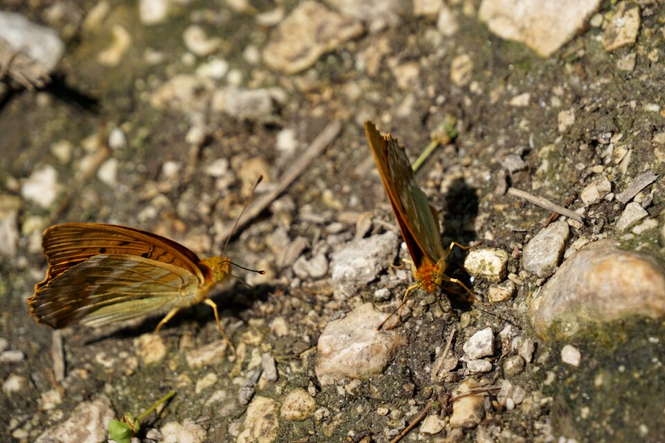 Nature insect animal