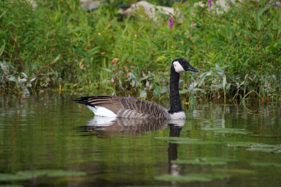 Goose fall water