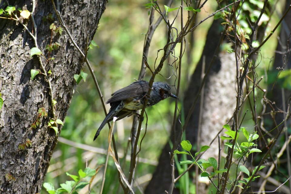 Branch bird wild birds