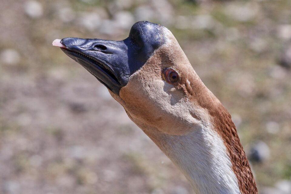 Portrait bill water bird