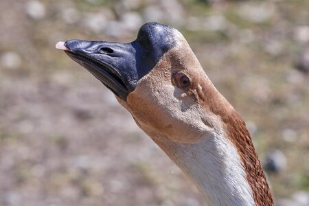 Portrait bill water bird