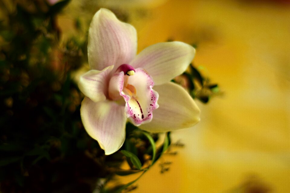 Flower nature macro