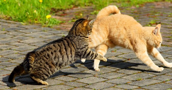 Animal world cat hunt