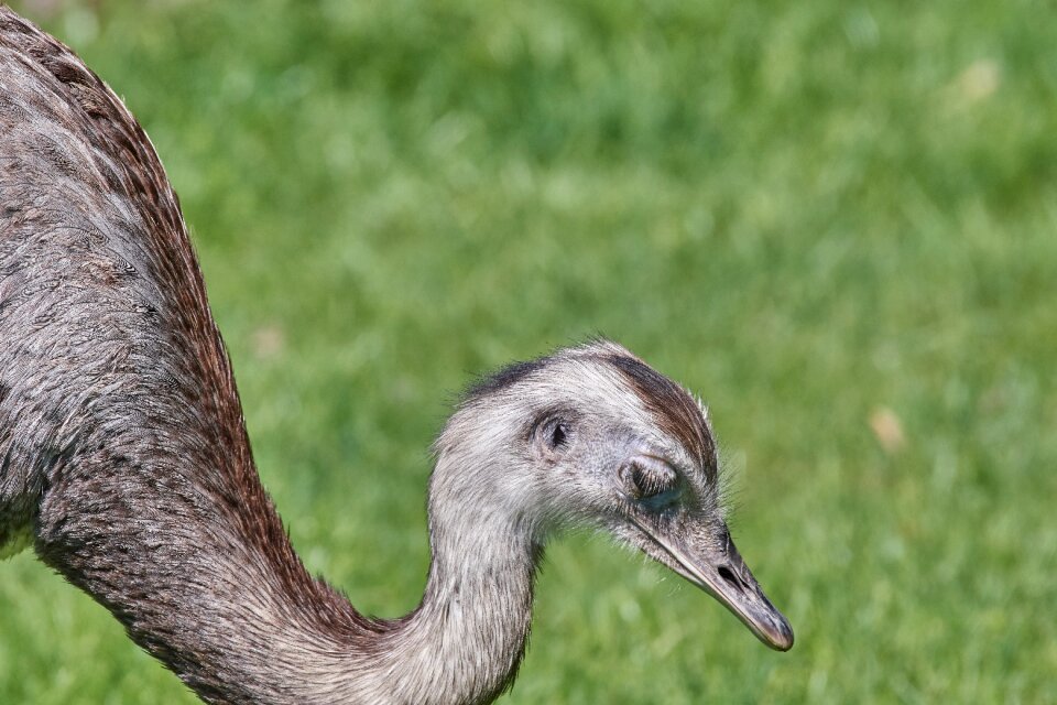 Flightless bird head bill