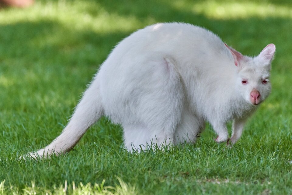Australia marsupial mammal
