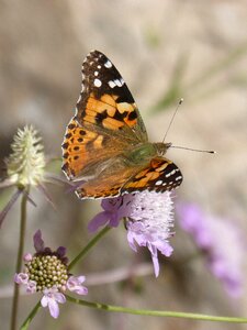 Atalanta libar flower