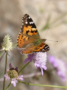 Atalanta libar flower photo