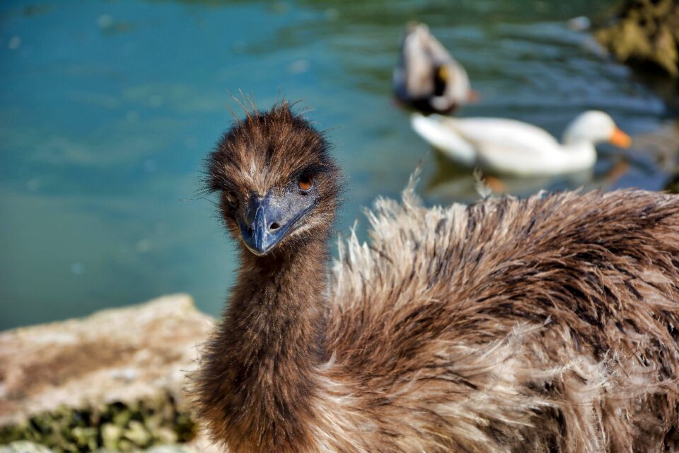 Animal emu plumage photo