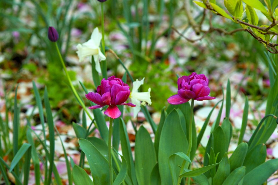 Leaf garden tulip