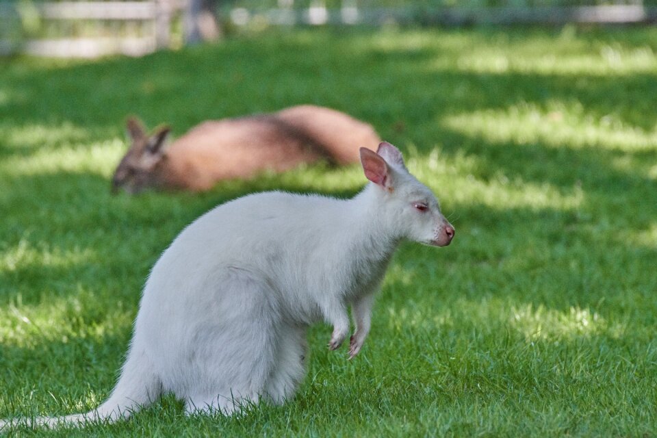 Australia marsupial mammal