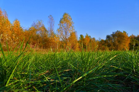 Green meadow sky photo