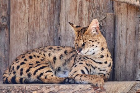 Carnivores small cat cat