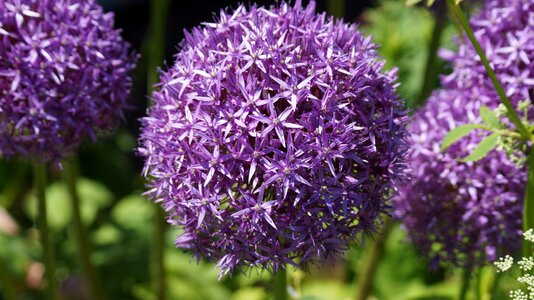 Globe flower purple flower monhegan island