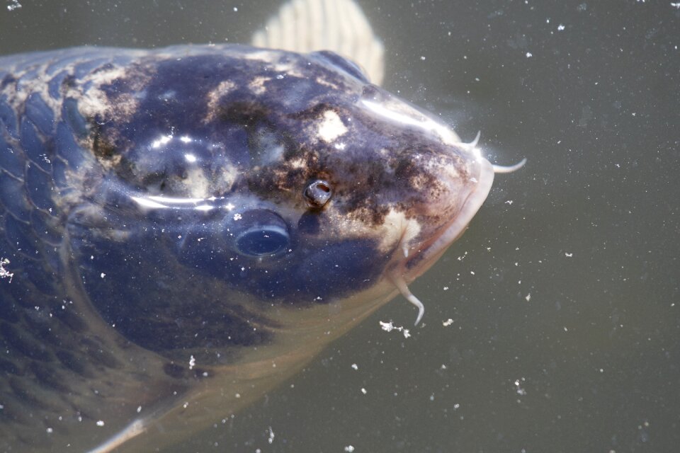 Water pond koi carp