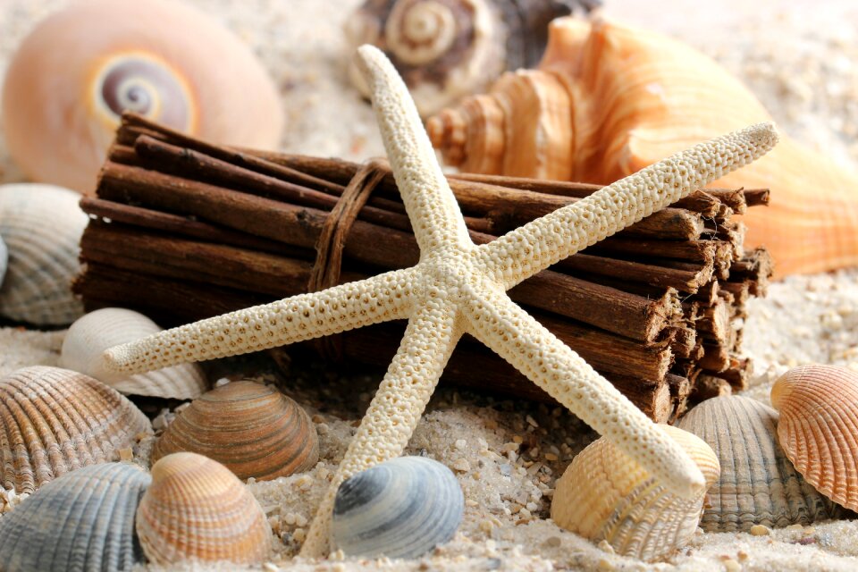 Still life close up shell