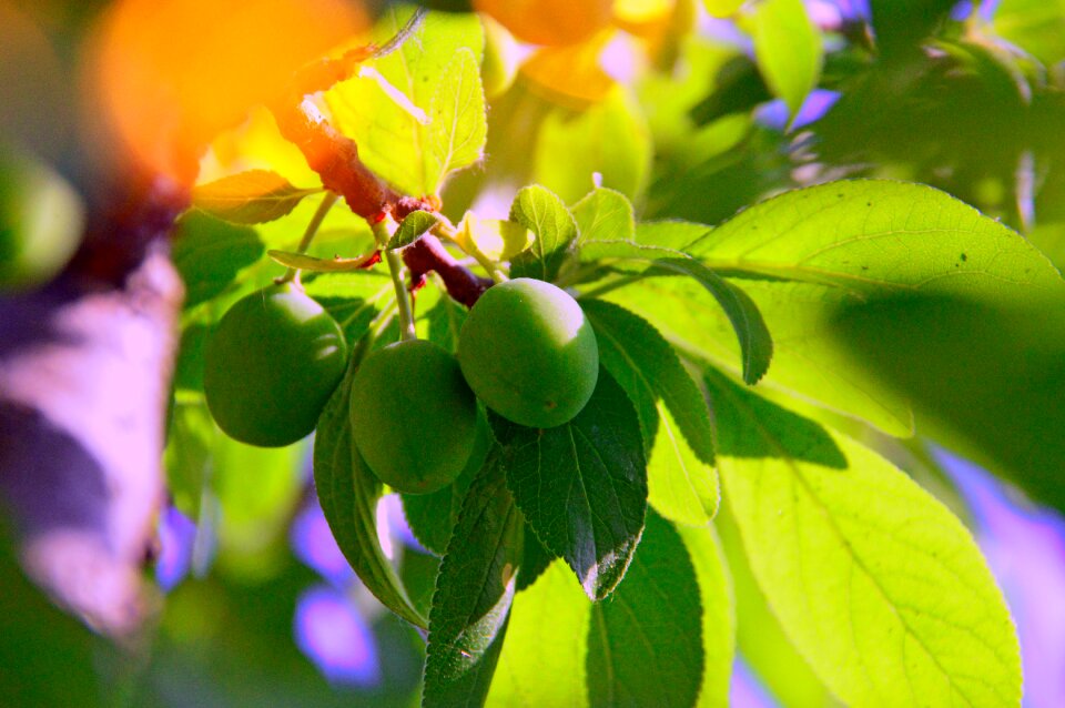 Green plum plant fruit