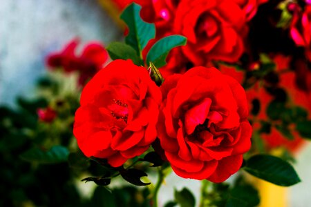 Romance petals red photo