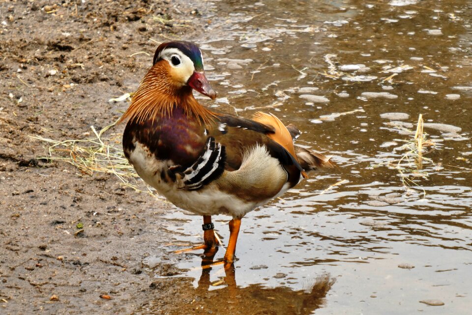 Color bird plumage
