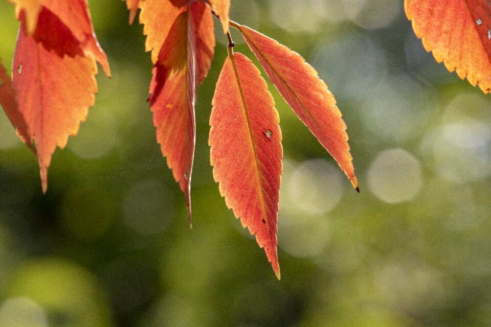 Colorful nature wood