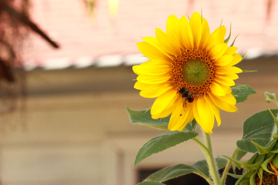 Vegetable garden flower