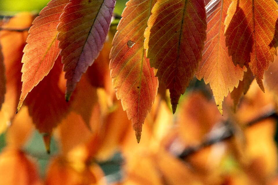 Colorful nature wood