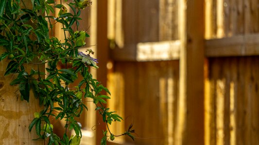 Plant nature creeper
