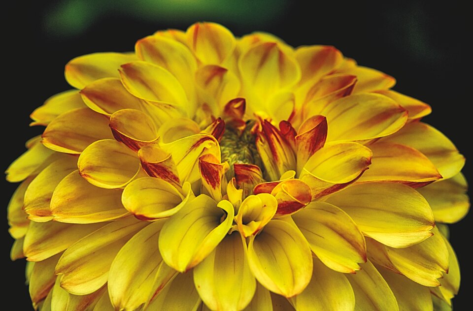Flower garden ornamental flower blossom