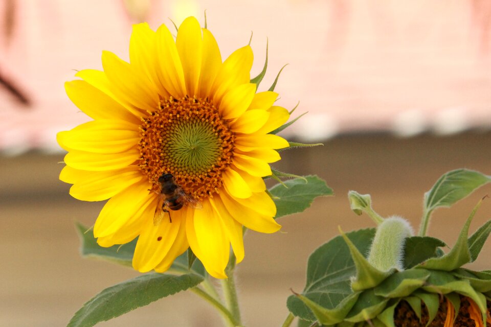 Vegetable garden flower