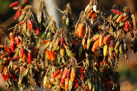 Alimentari agriculture horticulture