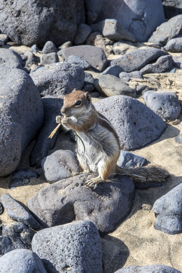 Stones rodent stone