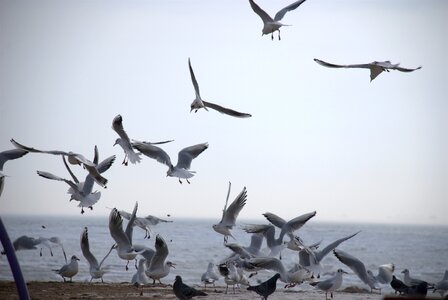 Gulls sea autumn