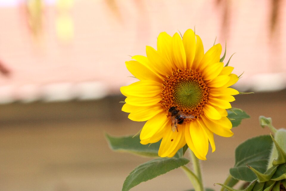 Vegetable garden flower
