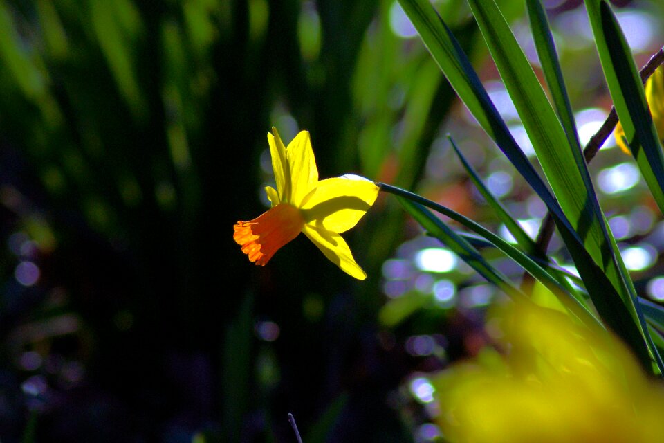 Plant flowers blossom