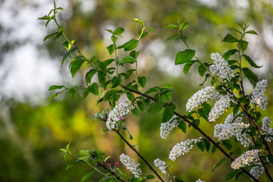 Spring flower nature